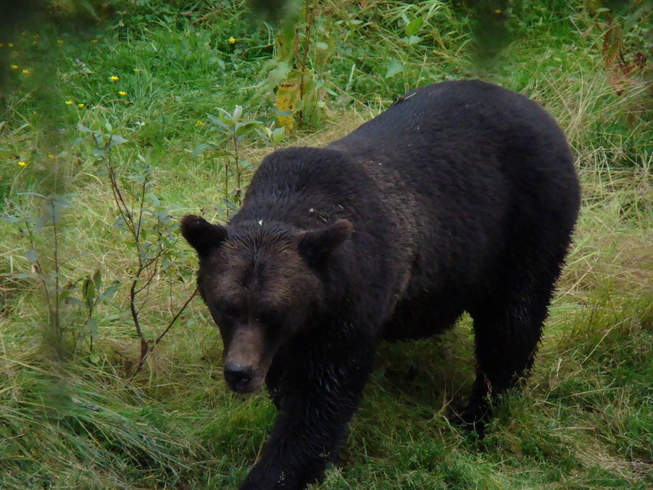 Bear spray or guns for protection?