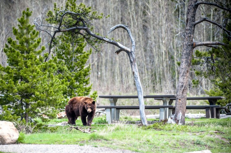 Avoiding Bear Problems in the Backcountry