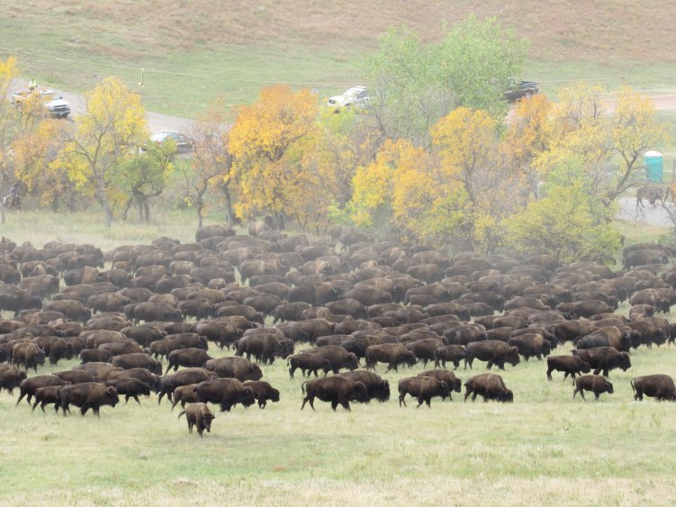 Experience the Custer State Park Buffalo Roundup