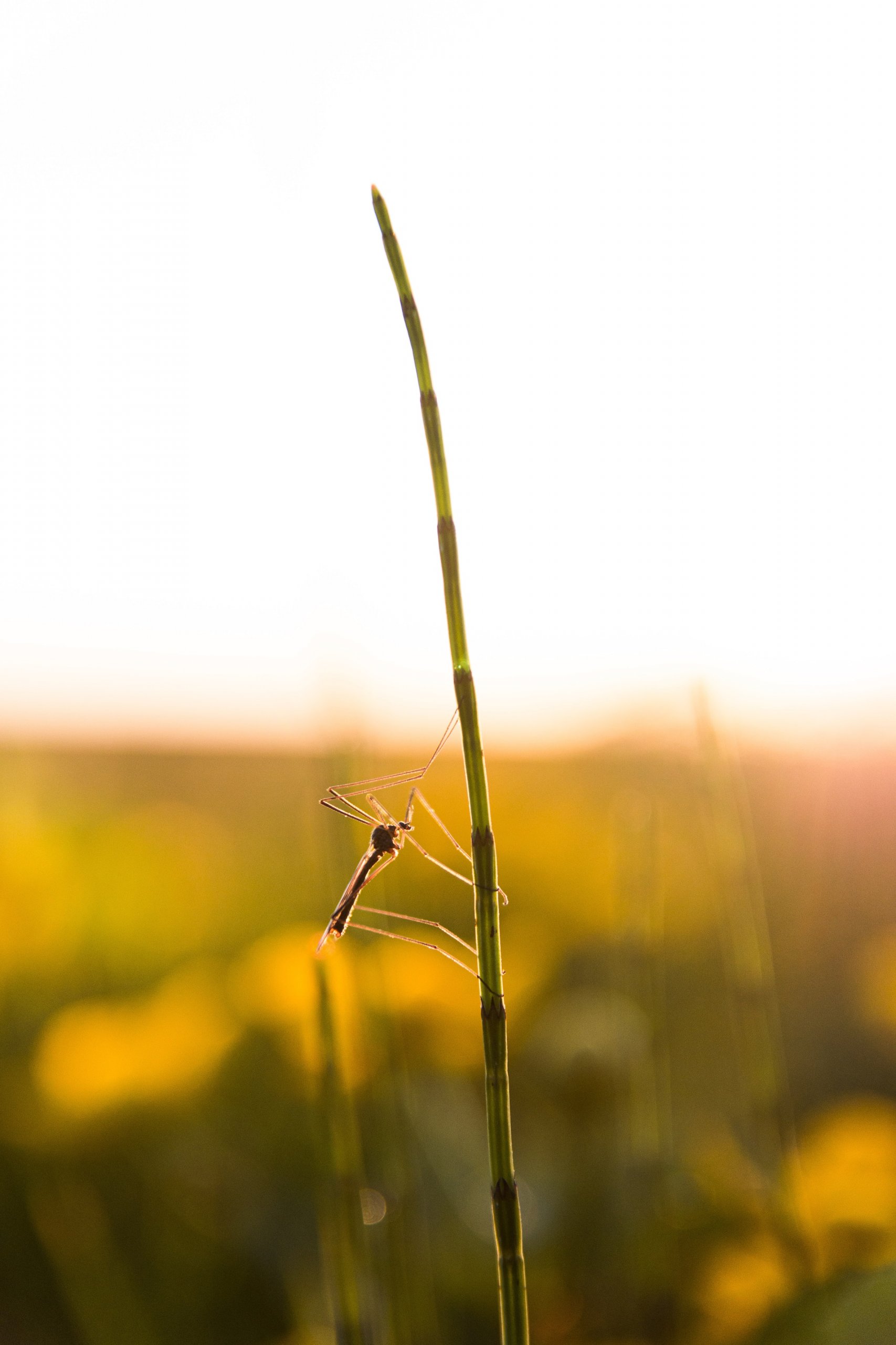 5 steps to protecting yourself from mosquitoes on your next camping trip