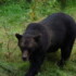 bear spray 1