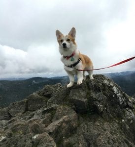 Camping with Dogs 3