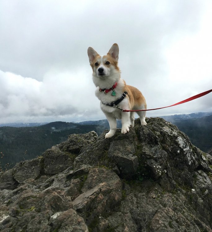 Camping with Dogs 3