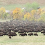 Custer State Park Buffalo Roundup 2