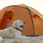 bigstock The Dog Is Lying Near Tent cam 245316664 e1728434087228