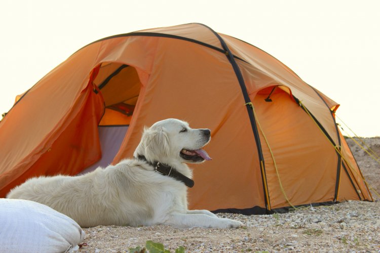 bigstock The Dog Is Lying Near Tent cam 245316664 e1728434087228