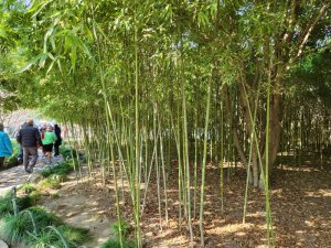 Bamboo in the Lingering Gardens China