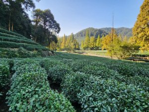 Tea Plantation Hungzhou China