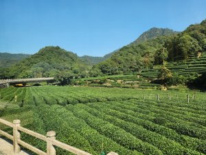 Driving through tea growing region of Hangzhou China